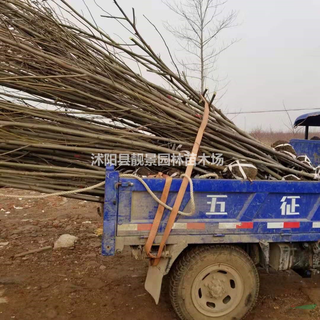 枫杨树1-12公分粗 小燕子柳树产地 枫杨行道树批发