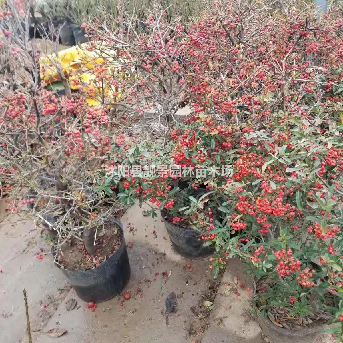 火棘盆栽苗 火棘盆景造型 火棘地栽苗 庭院花卉