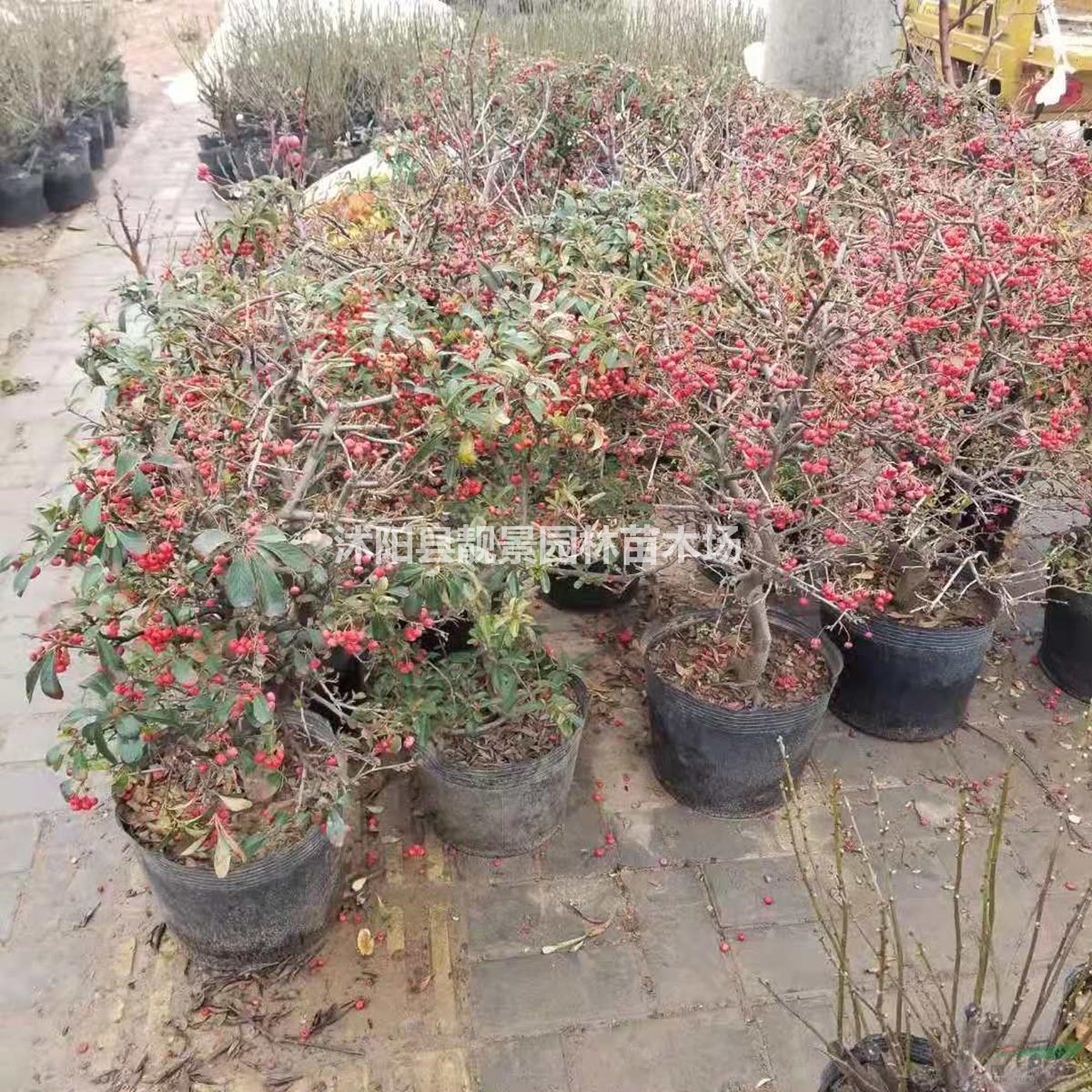 火棘盆栽苗 火棘盆景造型 火棘地栽苗 庭院花卉