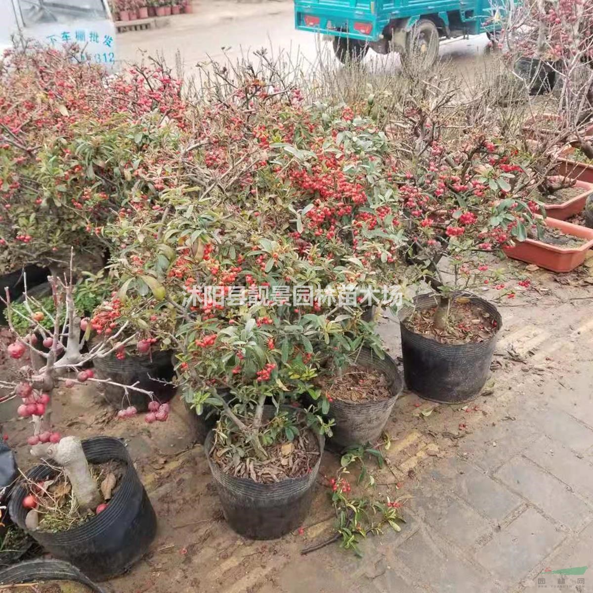 火棘盆栽苗 火棘盆景造型 火棘地栽苗 庭院花卉