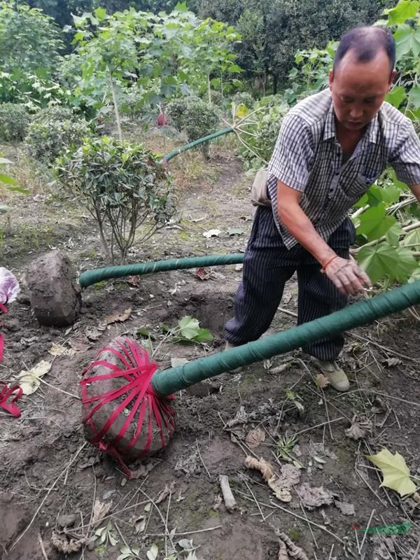 西南芙蓉花種植戶  單桿3-6公分木蓮價格   叢生木芙蓉