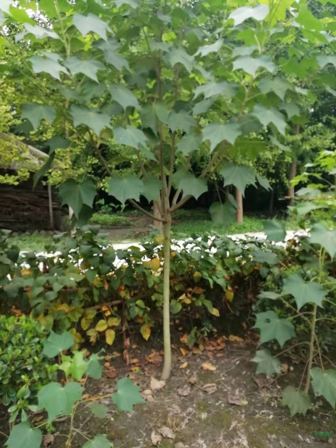 西南芙蓉花種植戶  單桿3-6公分木蓮價格   叢生木芙蓉