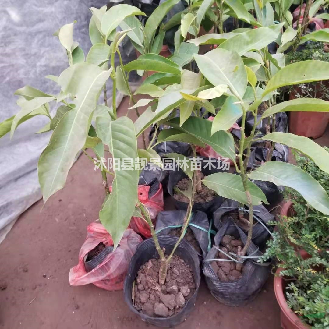 白兰树苗产地 红兰树盆栽 白兰种植苗圃