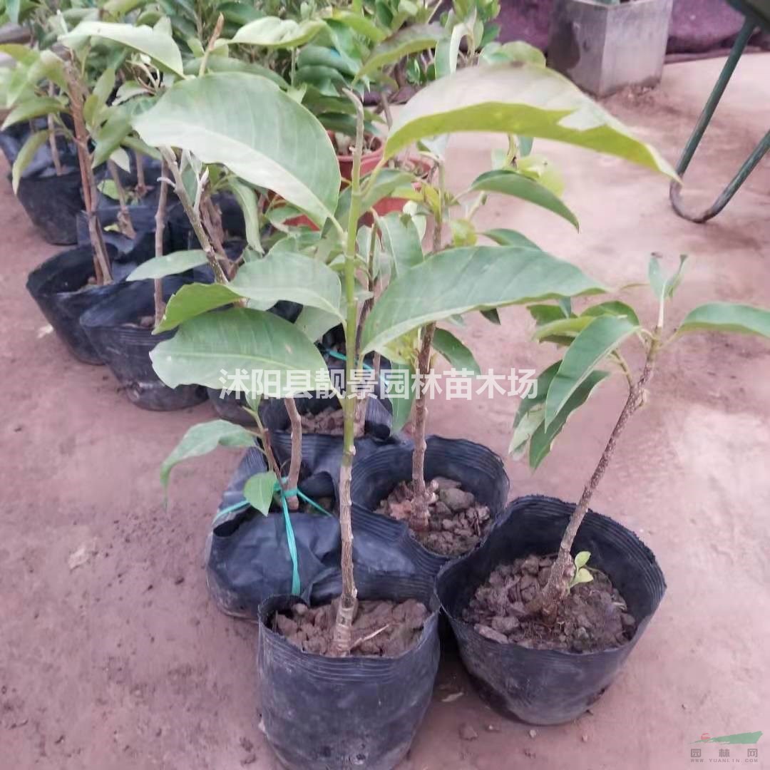 白兰树苗产地 红兰树盆栽 白兰种植苗圃