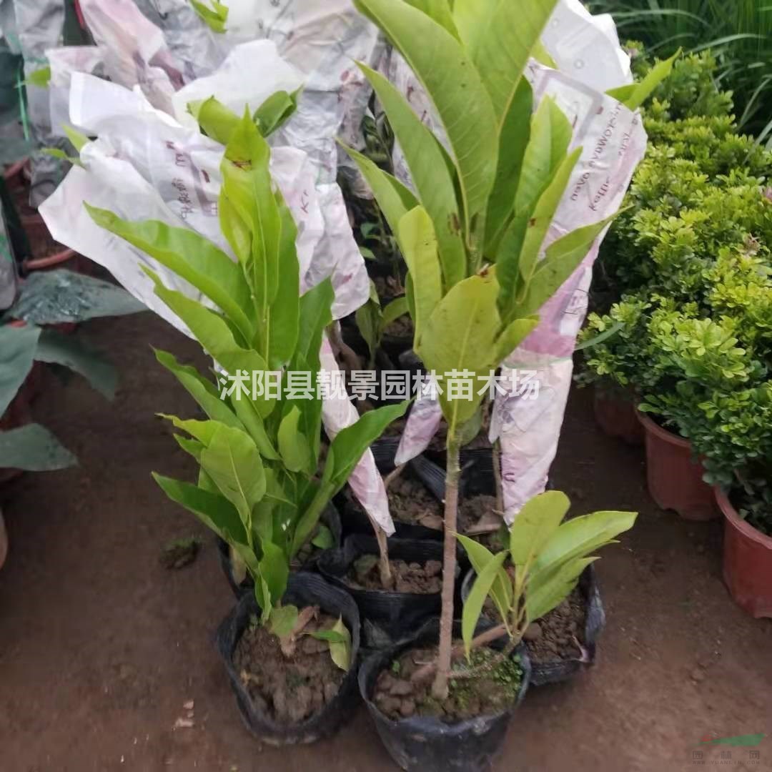 白兰树苗产地 红兰树盆栽 白兰种植苗圃