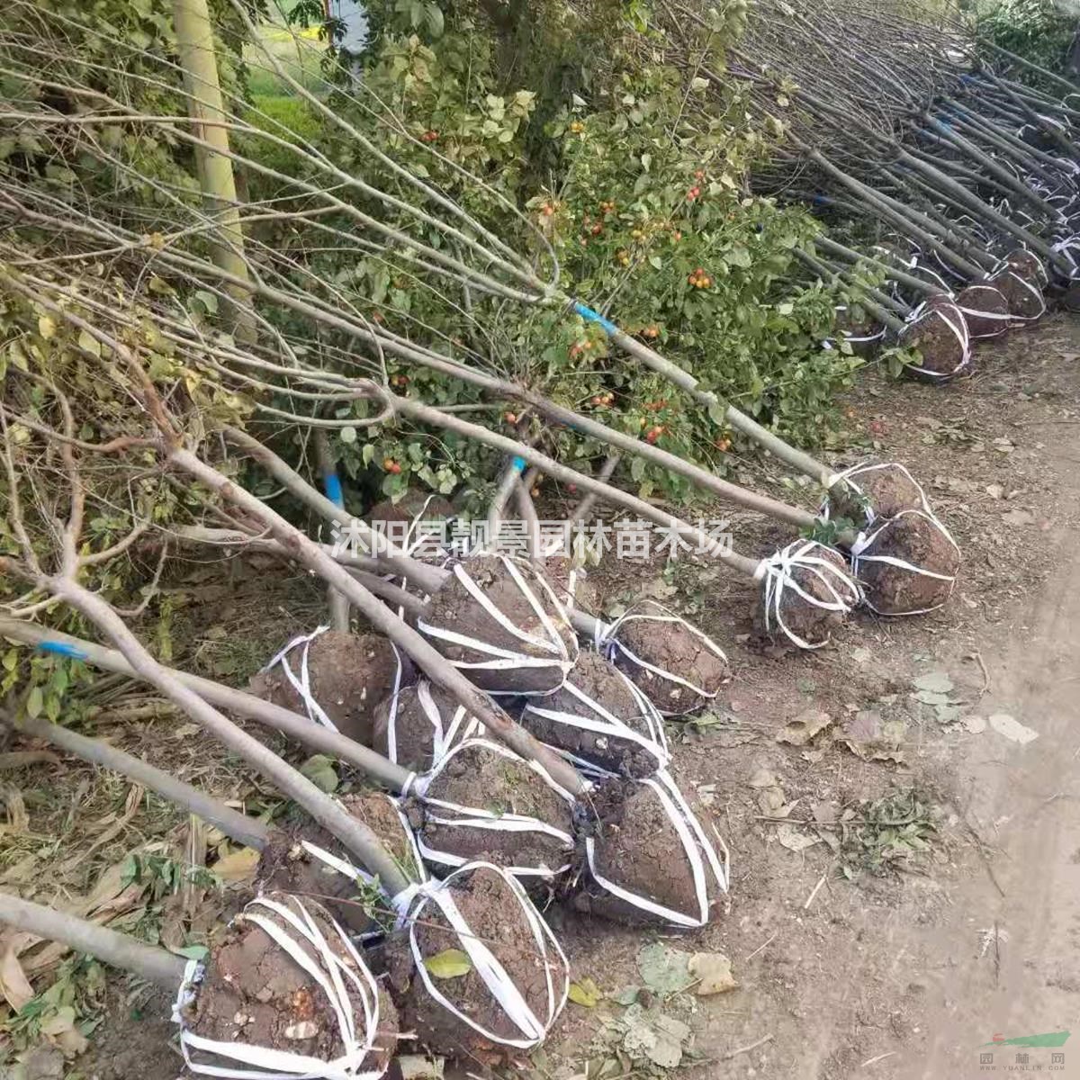 北美海棠4公分粗 红叶海棠产地 北美海棠花灌木直销