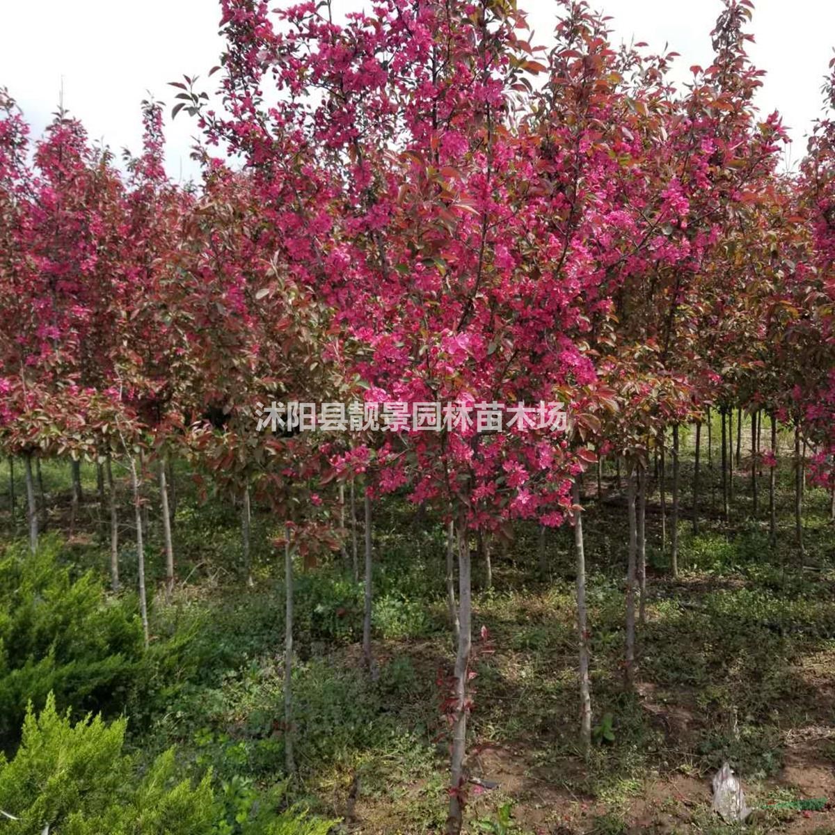 北美海棠4公分粗 红叶海棠产地 北美海棠花灌木直销