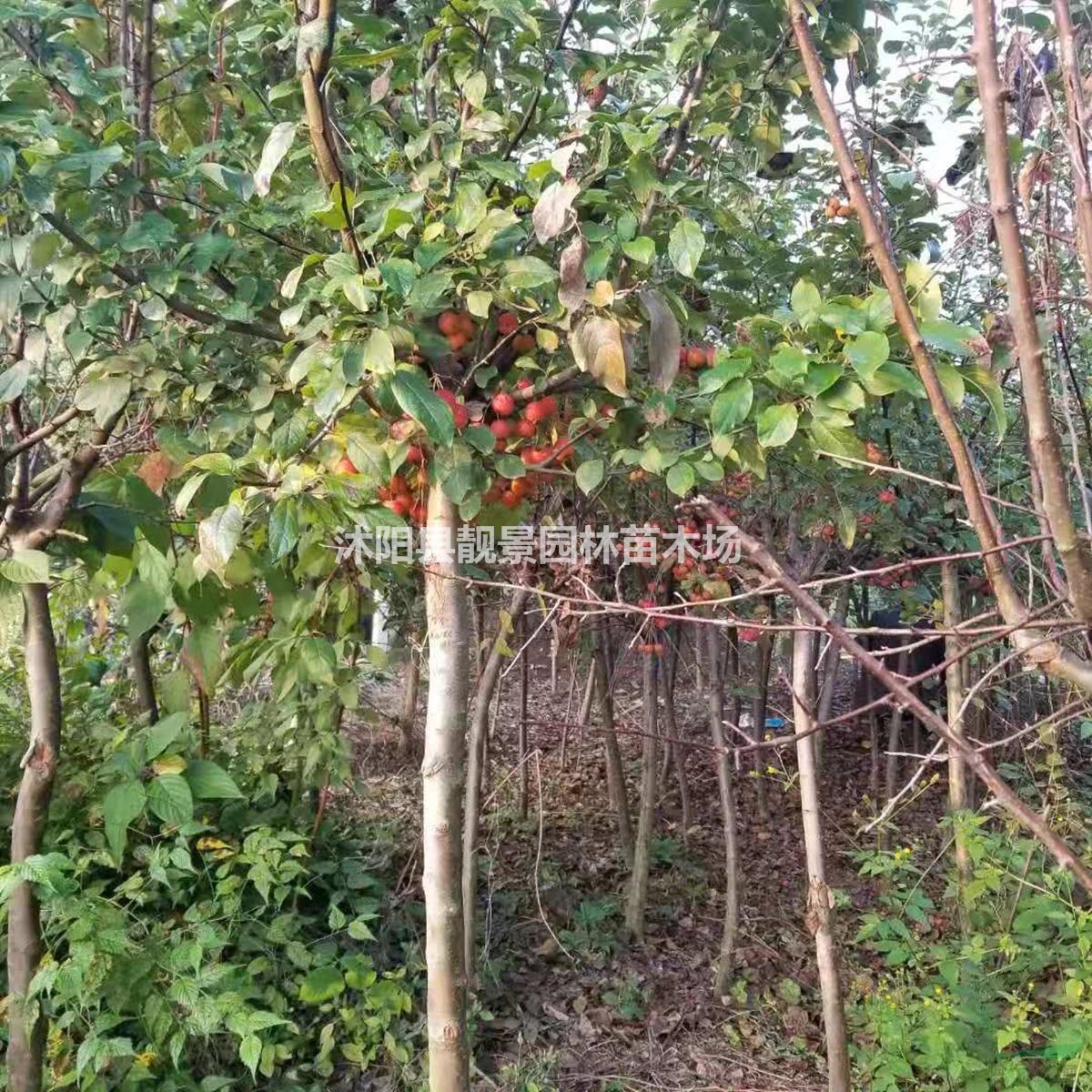 北美海棠4公分粗 红叶海棠产地 北美海棠花灌木直销