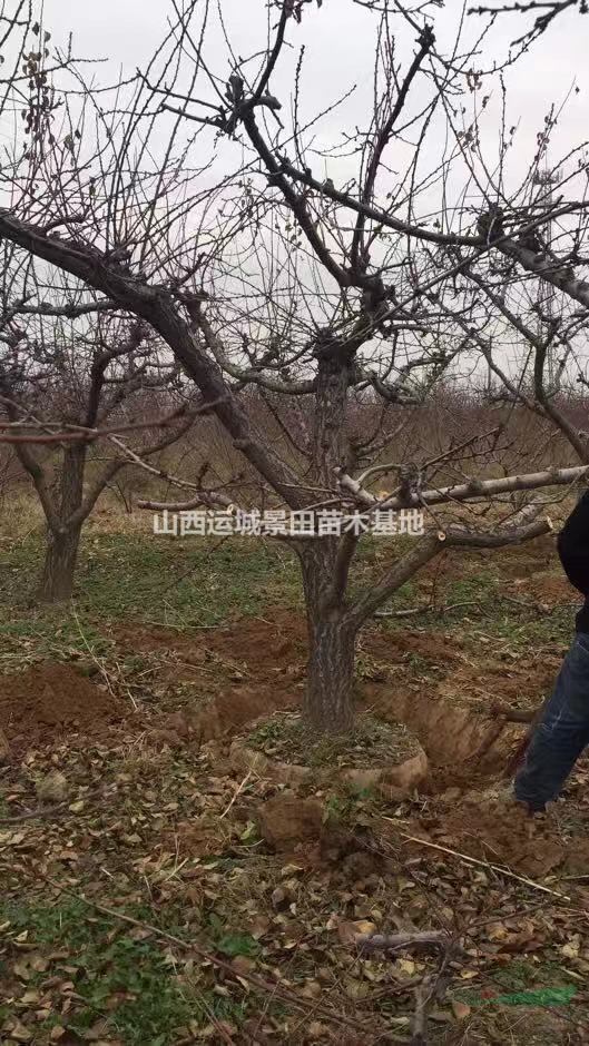 杏樹價(jià)格·15公分杏樹報(bào)價(jià)16公分杏樹產(chǎn)地多少錢