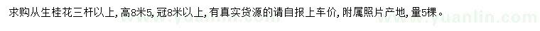 求購(gòu)高8.5米叢生桂花