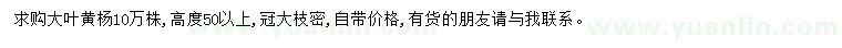 求購高50公分以上大葉黃楊