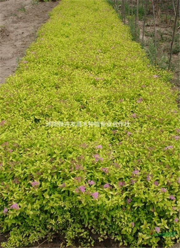 沭陽卉友苗木供應(yīng) 繡線菊小苗 地被花卉種植基地