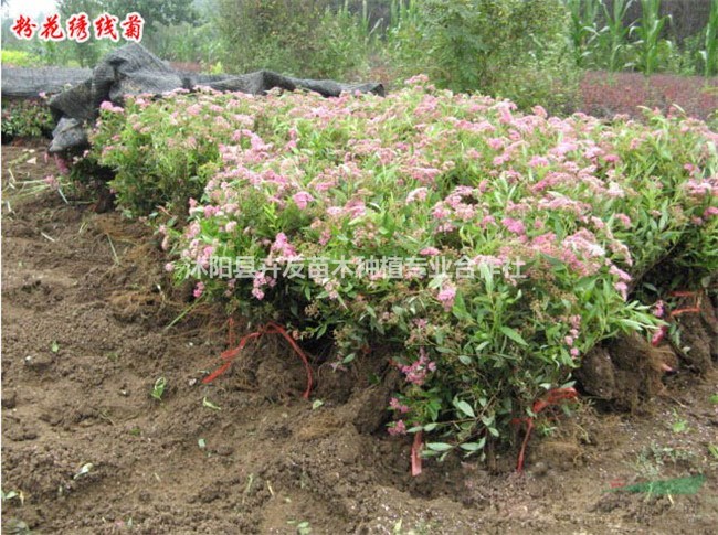 沭陽(yáng) 粉花繡線菊多少錢(qián)？ 粉花繡線菊怎么種植