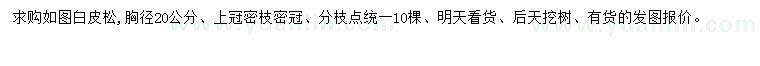 求購胸徑20公分白皮松