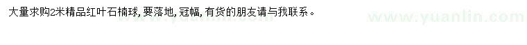 求購2米紅葉石楠球