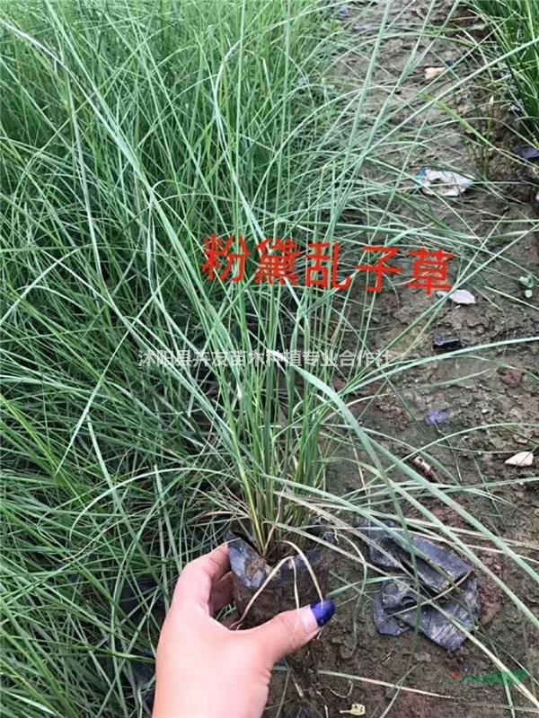 粉黛亂子草 多年生暖季型草本植物 粉黛亂子草小苗