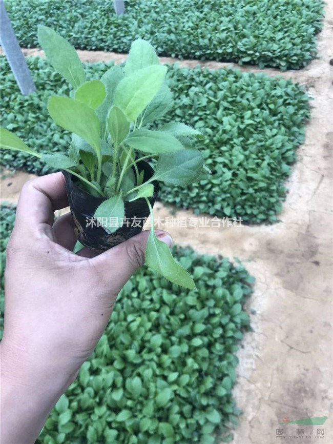 黑心菊多年生宿根草本花卉 黑心菊小苗價(jià)格表