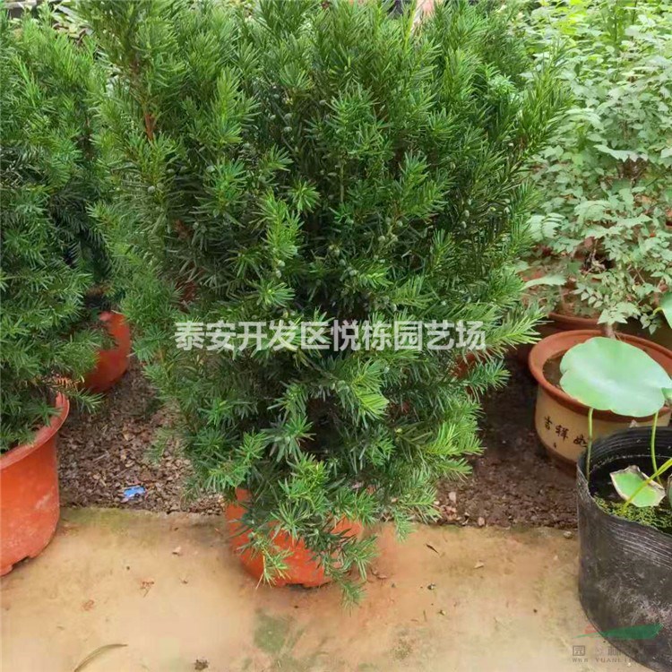 紅豆杉價格 1米紅豆杉哪里有多少錢一棵 紅豆杉基地曼地亞紅豆