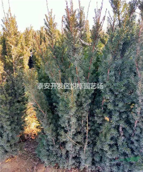 紅豆杉價格 1米紅豆杉哪里有多少錢一棵 紅豆杉基地曼地亞紅豆