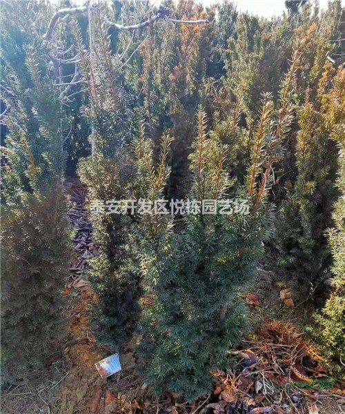曼地亞紅豆杉基地哪里有1-2米紅豆杉價(jià)格 公園小區(qū)紅豆杉種植