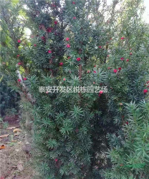 曼地亞紅豆杉基地哪里有1-2米紅豆杉價(jià)格 公園小區(qū)紅豆杉種植