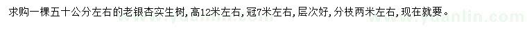 求購50公分銀杏