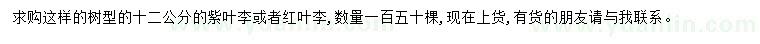 求購12公分紫葉李、紅葉李