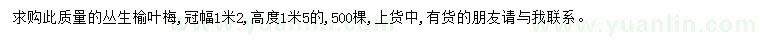 求購冠幅1.2米叢生榆葉梅