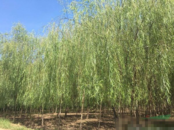胸徑8公分10公分金絲柳哪個(gè)地區(qū)有賣的？