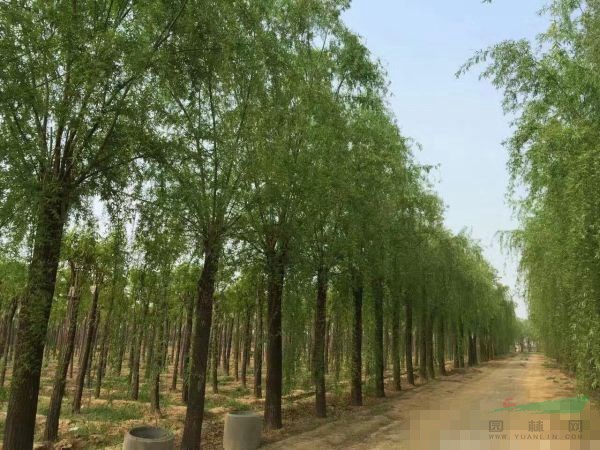 胸徑8公分10公分金絲柳哪個(gè)地區(qū)有賣的？