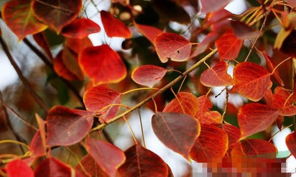 直徑5公分8公分烏桕樹(shù)今年多少錢一棵？