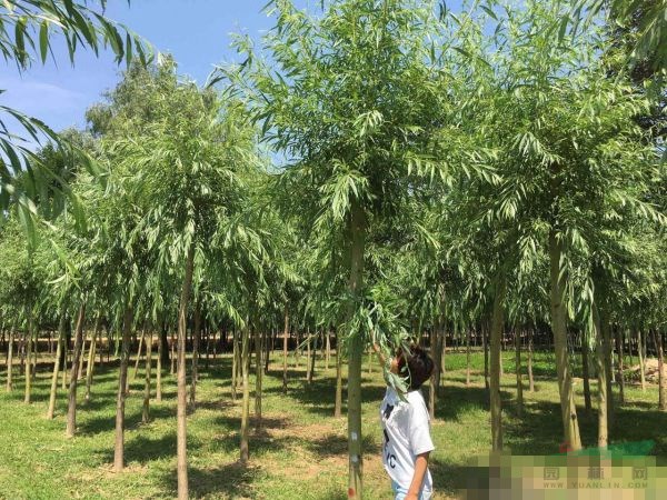 胸徑6公分7公分金絲柳哪個地區(qū)有賣的？