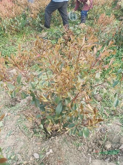 紅葉石楠色塊苗規(guī)格全-紅葉石楠基地自產(chǎn)自銷