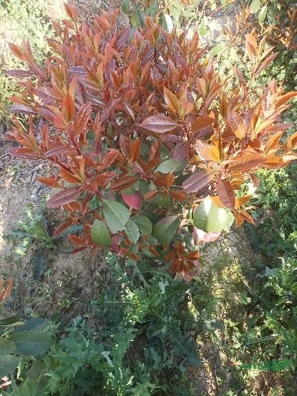 紅葉石楠色塊苗規(guī)格全-紅葉石楠基地自產(chǎn)自銷