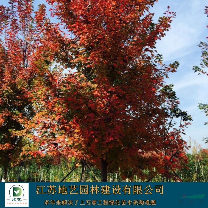 美國紅楓大量出售、美國紅楓價格、美國紅楓圖片，種植基地