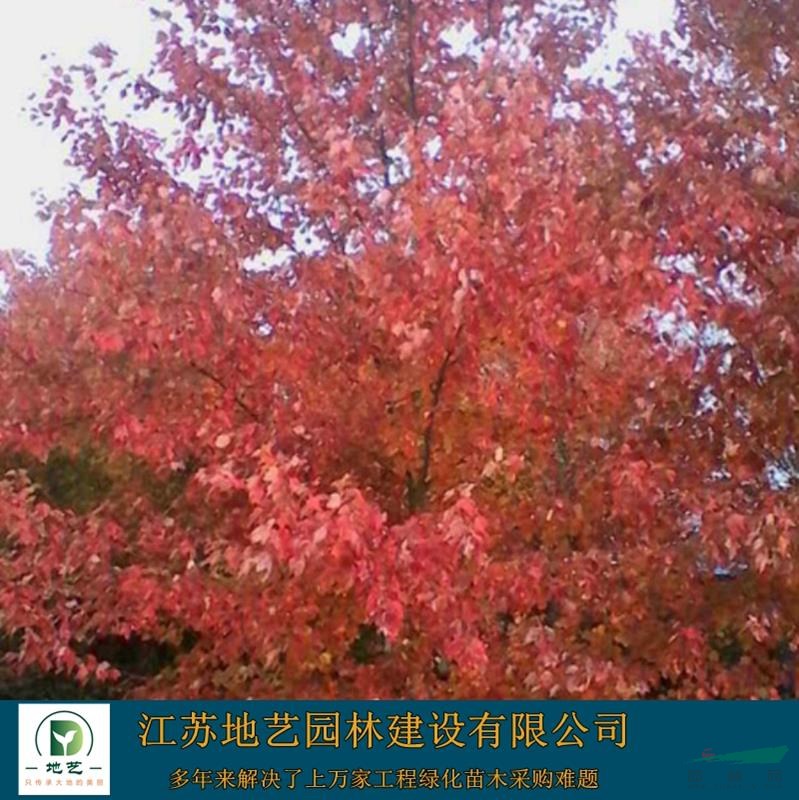 美國紅楓大量出售、美國紅楓價格、美國紅楓圖片，種植基地