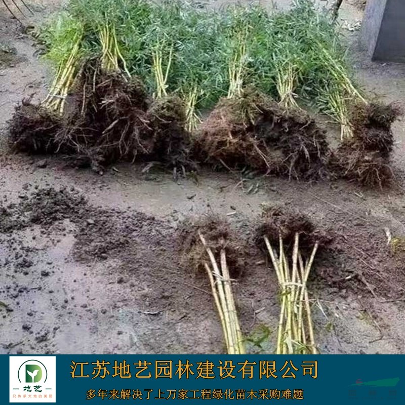 大量出售黃竹、黃竹價格、黃竹圖片、黃竹生產(chǎn)基地