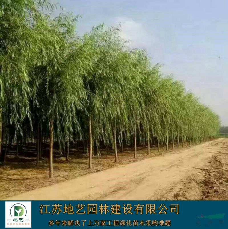 出售黃皮柳、黃皮柳價格、黃皮柳圖片、黃皮柳