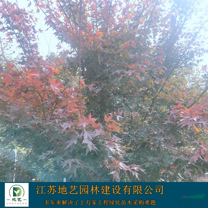 雞爪槭價(jià)格_雞爪槭圖片_雞爪槭產(chǎn)地_雞爪槭綠化苗木基地