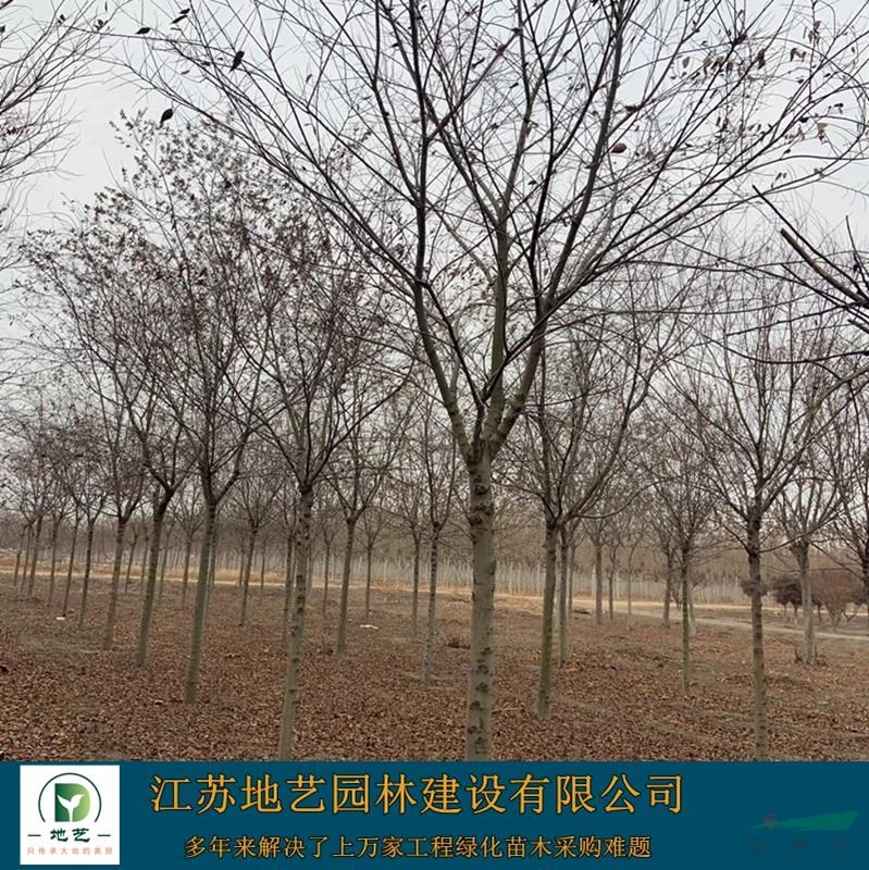 大量出售樸樹、樸樹圖片、樸樹價格、樸樹種植基地