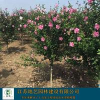 大量出售红花木槿木槿地径(米径)2公分、5公分、8公分等等