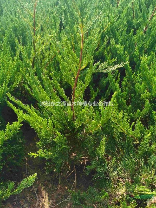 江蘇沭陽小龍柏