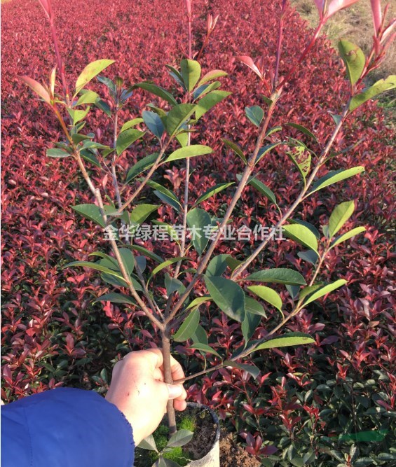 2019紅葉石楠什么價格多少錢,浙江金華紅葉石楠杯苗基地批發(fā)