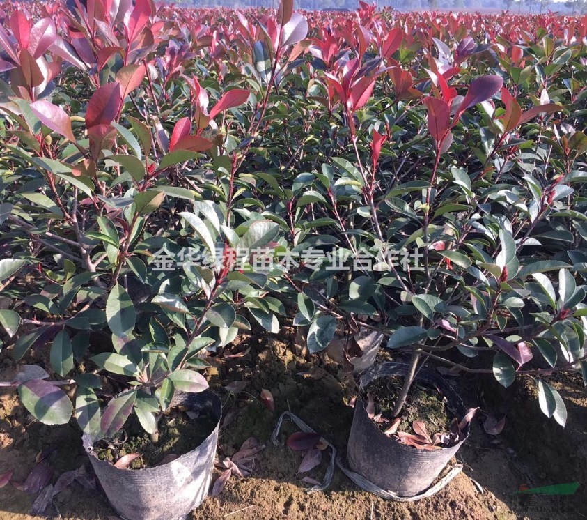 2019紅葉石楠什么價格多少錢,浙江金華紅葉石楠杯苗基地批發(fā)