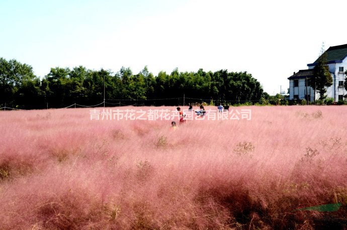 綠化粉黛亂子草，粉黛亂子草工程苗，粉黛亂子草花海，粉黛亂子草