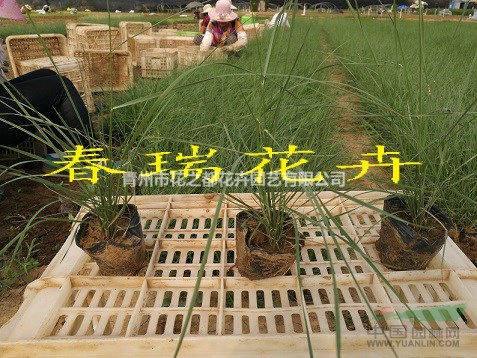 綠化粉黛亂子草，粉黛亂子草工程苗，粉黛亂子草花海，粉黛亂子草