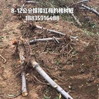 桃樹什么地方種植的多？運城地區(qū)果園桃樹批發(fā)多少錢一棵？