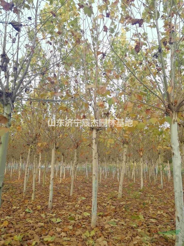 買速生法桐就來濟(jì)寧法桐園林 造型法桐三年冒  梧桐 低價(jià)供應(yīng)