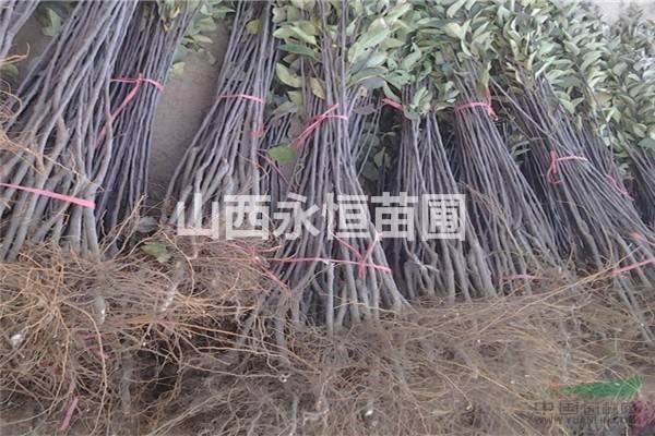 2公分蘋果苗批發(fā)，蘋果苗地頭價格