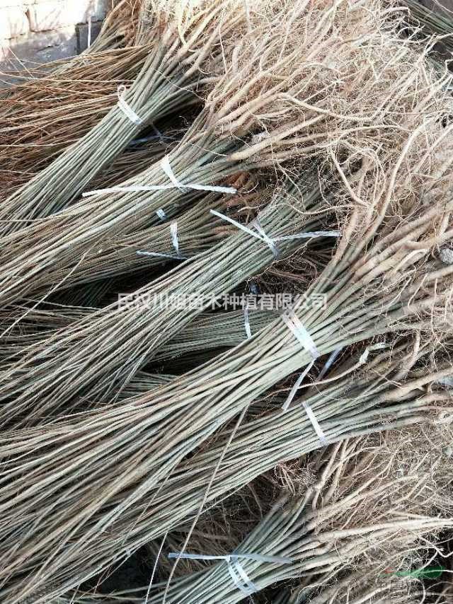 紫穗槐 河南紫穗槐護坡 紫穗槐栽植技術(shù)高，確保成活率